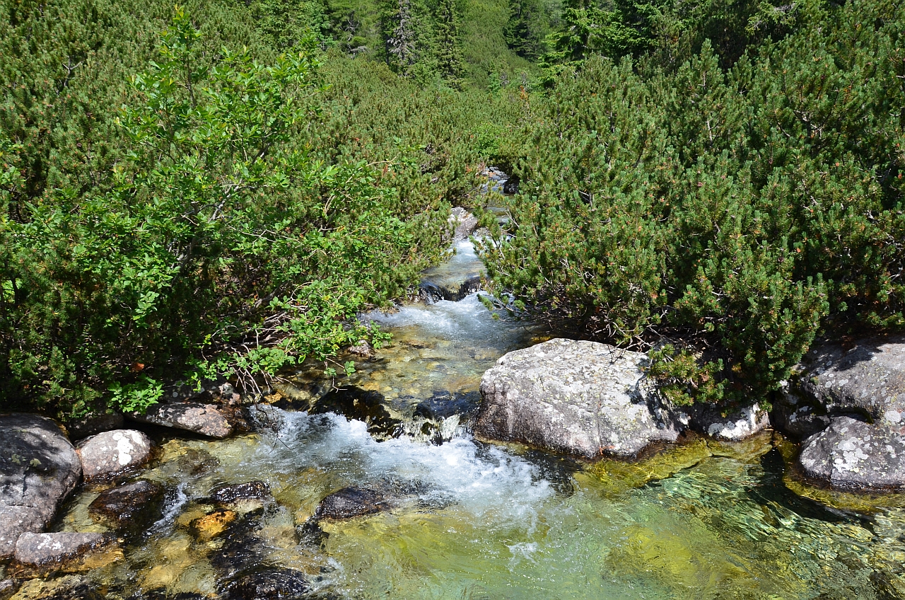 Zabie Rarara zabie_popradske_muntii_tatra_10
